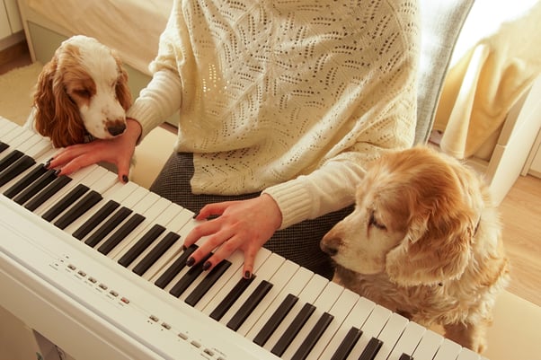 Dogs watching woman play the piano. 