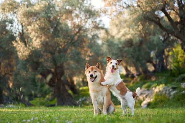 Two happy dogs playing together outdoors.