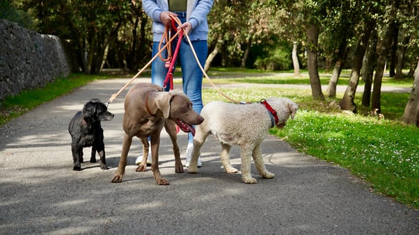 Dog sitter walking three dogs on leads.