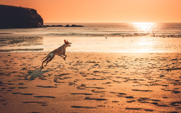 Dog running and jumping at the beach during a sunset.