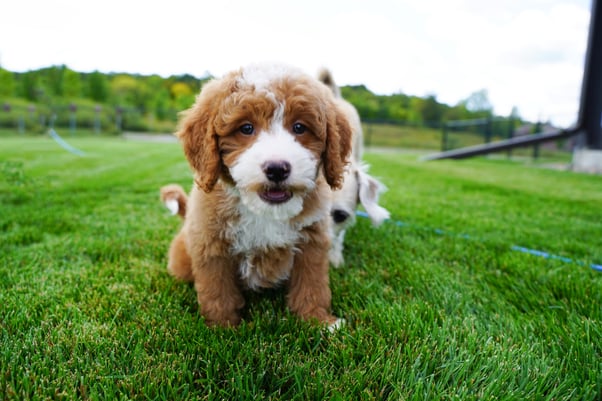 Golden Doodle puppy playing outdoors on grass.