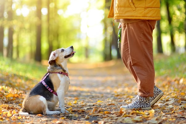 Senior dog on a walk in an autumn forest.