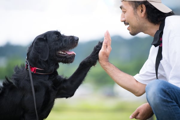 Smiling man high-fiving a black dog outdoors.