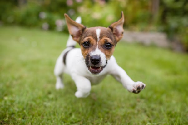 Young puppy playing excitedly in the garden.