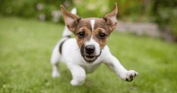 Puppy having fun exploring in the garden