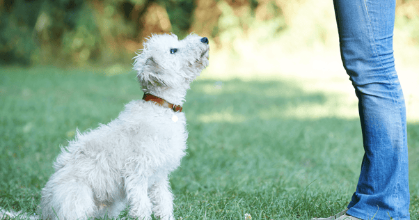 Dog sitting outside looking up at owner