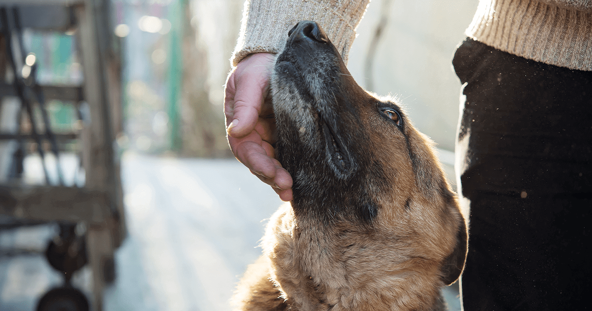 German shepard looking up while receiving pets on the chin from a man