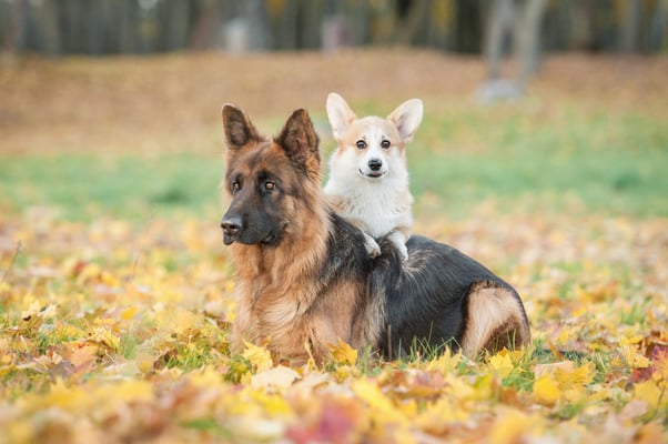 German Shepherd and Welsh Corgi relaxing together on a leafy patch of grass.