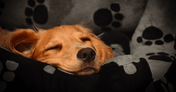 Cão aconchegado a dormir na sua cama.