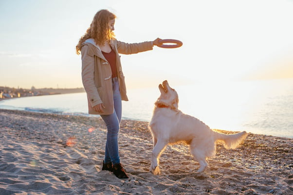 Golden retriever playing hoop game with human.