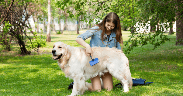 Young woman brushing large golden retriever outdoors