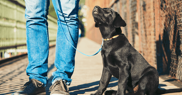 Puppy on leash sitting by owner’s feet in urban outdoor setting