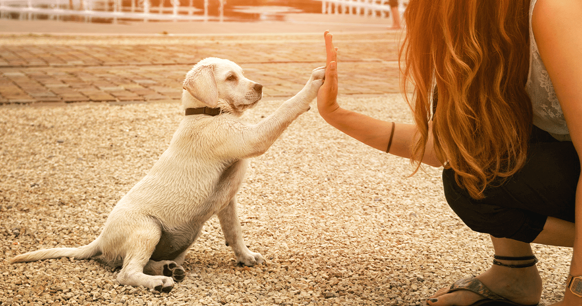 Golden lab puppy giving high five to young woman outside