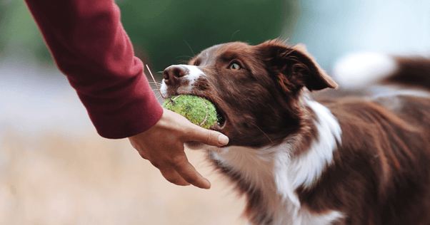 Brown and white collie dog returning tennis ball to owner's hand