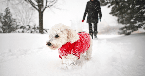 Small white Bichon Frise wearing a red coat walking through snow.