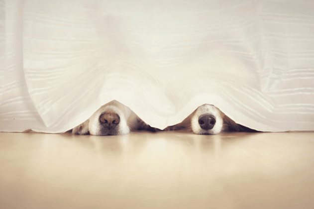Two dogs hiding under the curtain.