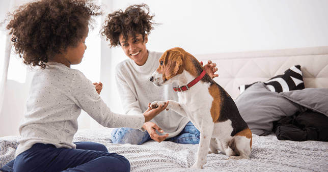 A brown and white dog playing with a mum and daughter.