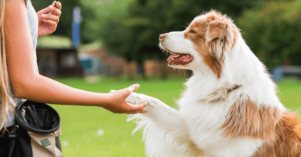 Brown and white dog paw shaking human hand in park