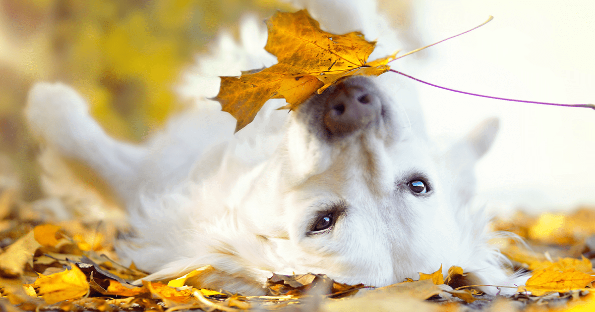 Retriever dog laying on back in leaves holding a leaf in its mouth