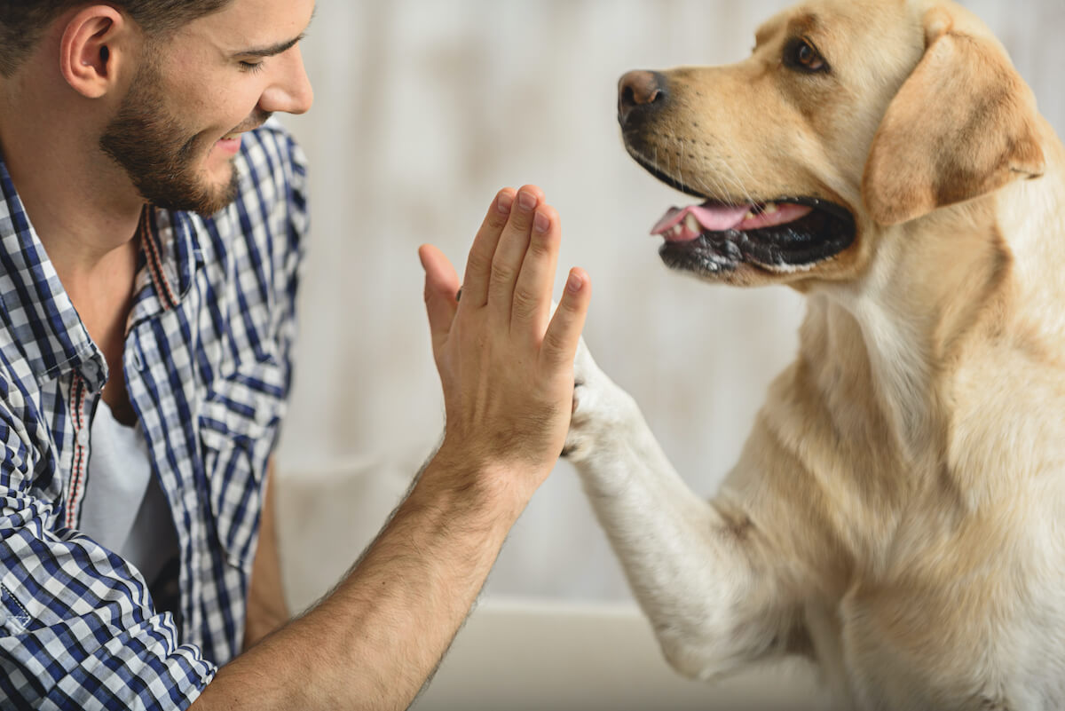 reward dogs for training