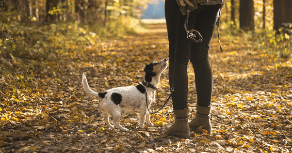 Dog with owner on autumn walk