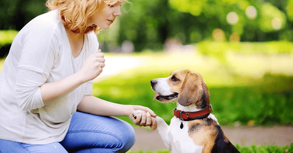 Woman training dog in park to lift paw