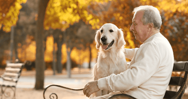 Golden retriever sitting beside elderly man on a park bench in autumn