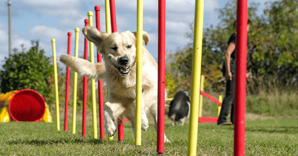 13 Outdoor Activities for You and Your Dog