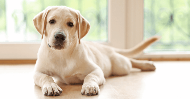 Relaxed dog lying on floor at home.