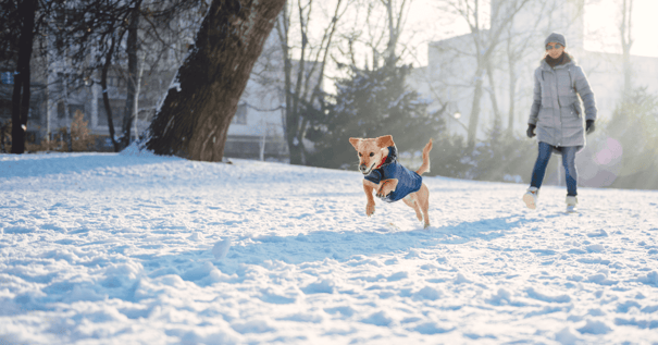 Woman following young puppy in a jacket running through snow
