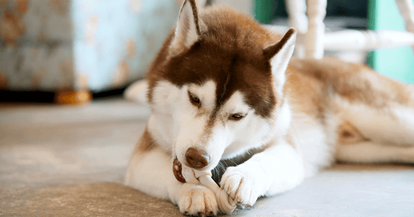 Brown husky dog laying on ground chewing small bone