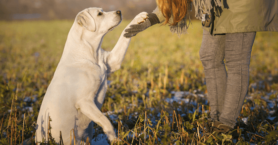 White labrador retriever outside being trained to raise their paws