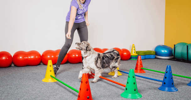 Indoor dog training classes with an obstacle course