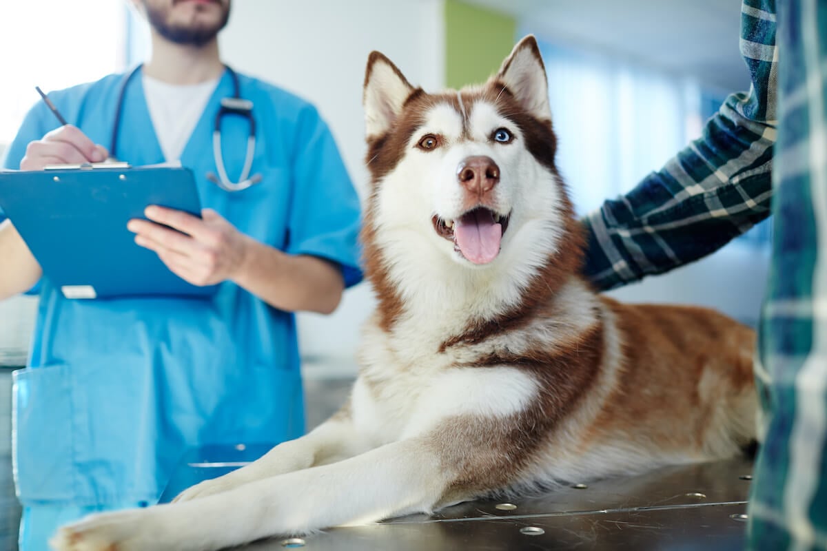 Portare il cane dal Medico Veterinario cosa fare?