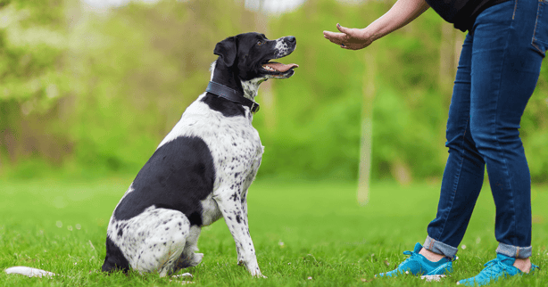 Black and white dog being trained to sit using hand movements and visual signals.