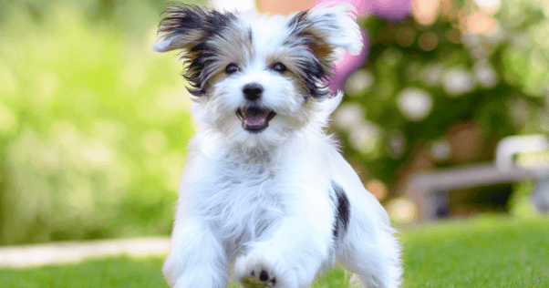 Small, fluffy, white dog running on grass outside