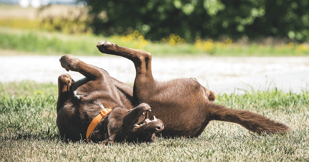 Chocolate lab laying on back rolling around in grass