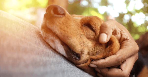 Close up of dog being comforted on owners lap