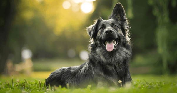 Large dog laying happily in grass outdoors