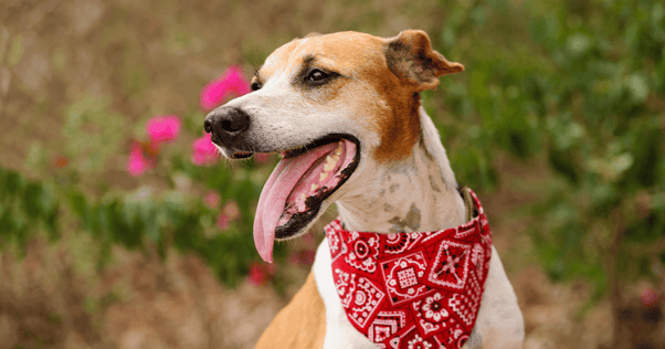Dog sitting with mouth open with red bandana around neck
