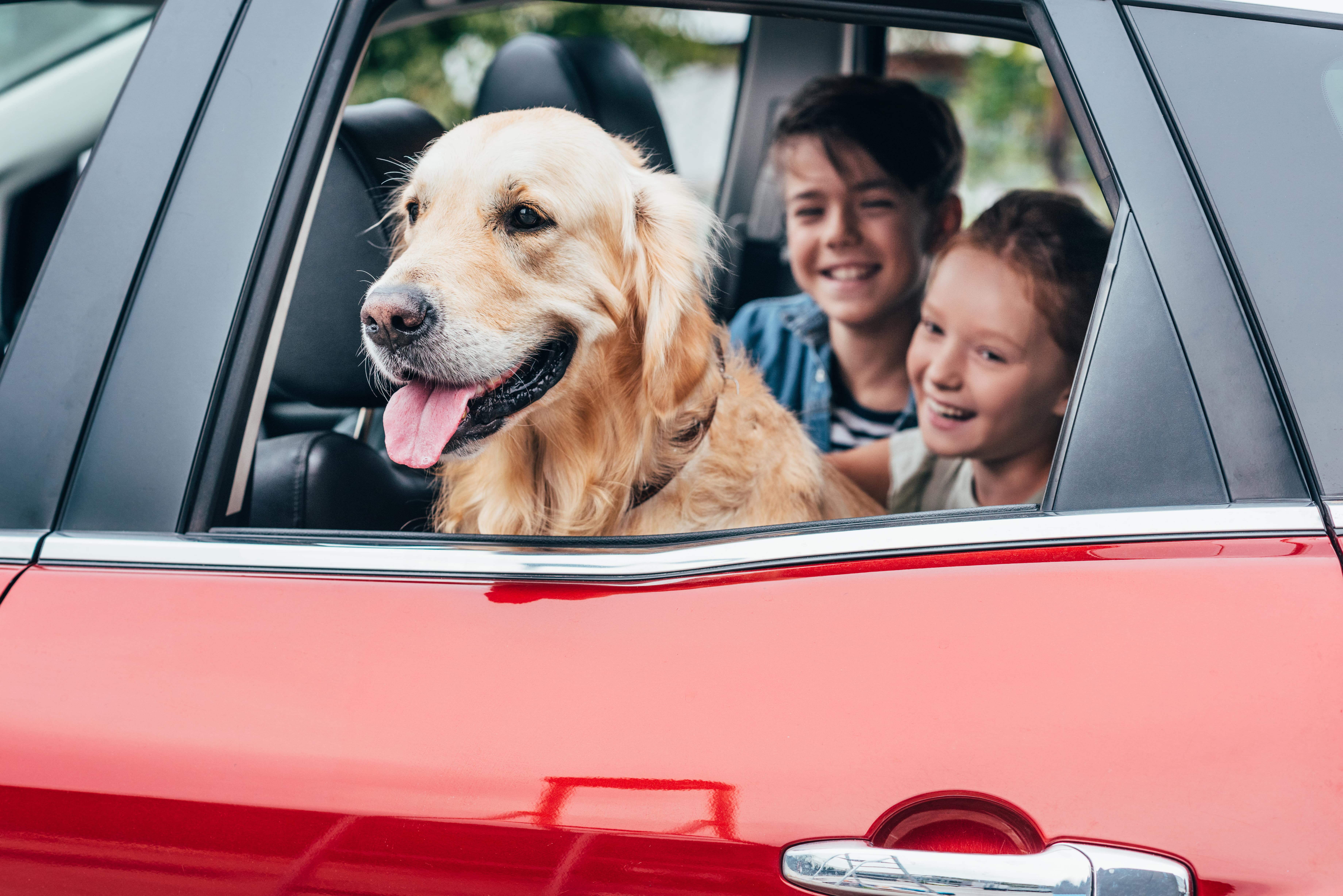 Hund im Auto transportieren: Urlaub