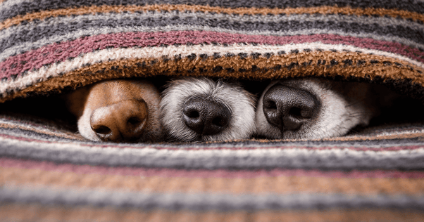 Three dogs sleeping together under a blanket.