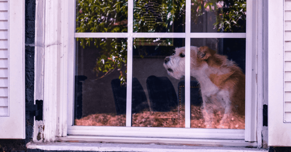 Terrier dog barking at window