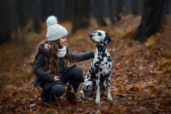 Dalmatian with young girl in autumn leaves. 