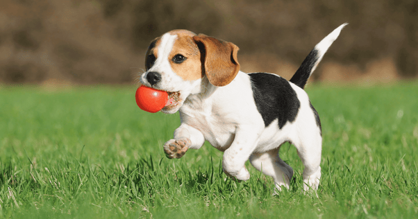 Beagle puppy running in field with ball in its mouth