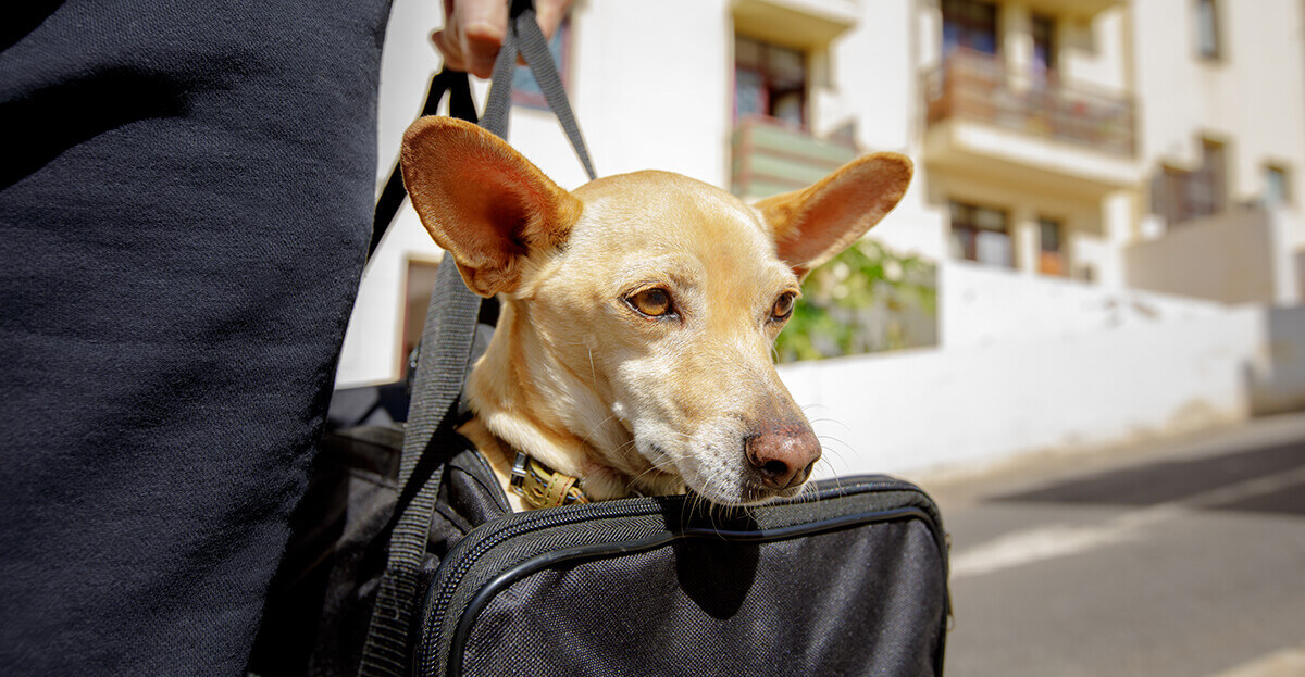 take dog on plane_2