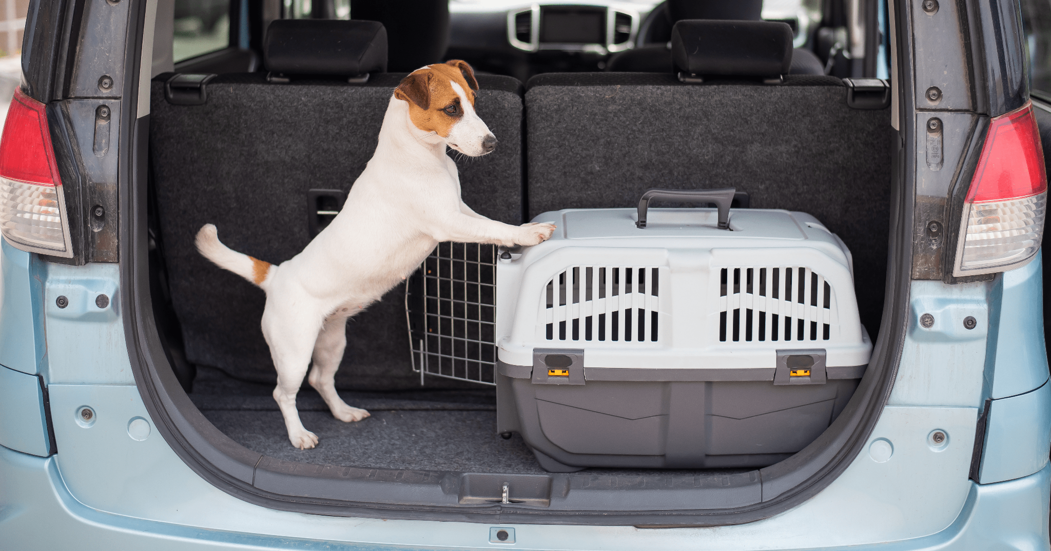 trasportare il cane in auto in modo sicuro