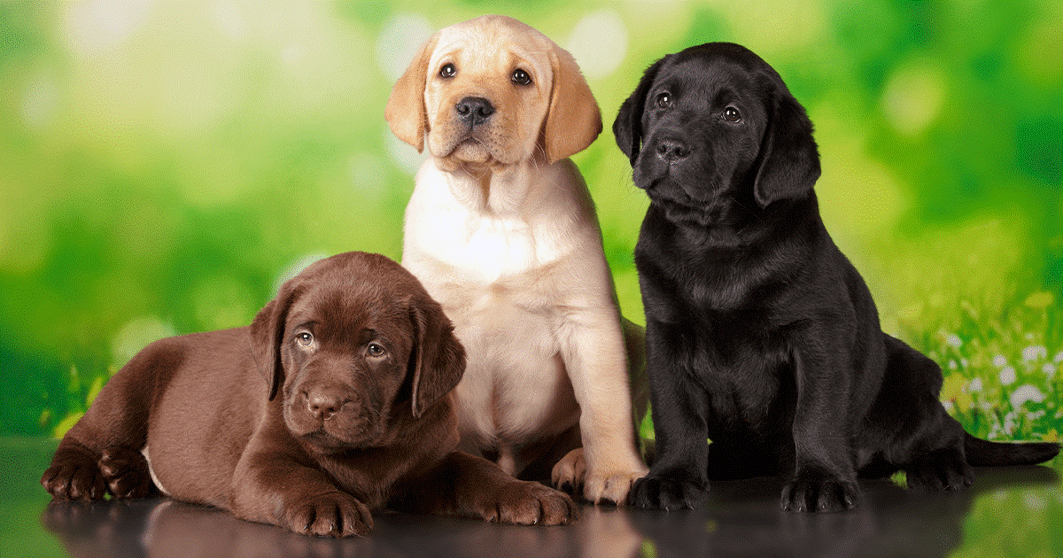 tre cuccioli di labrador marrone, biondo e pelo nero
