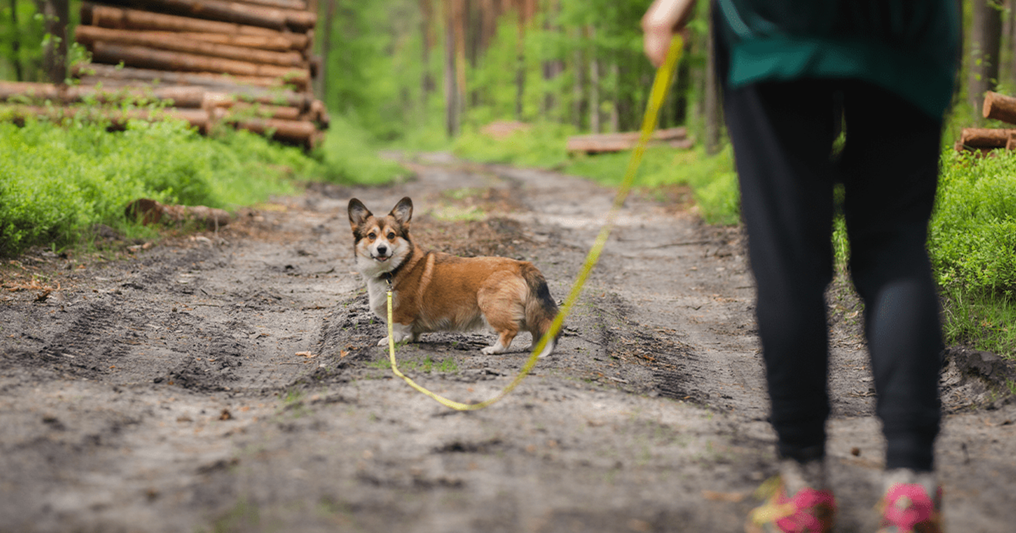 tutor e cão caminhando pela natureza