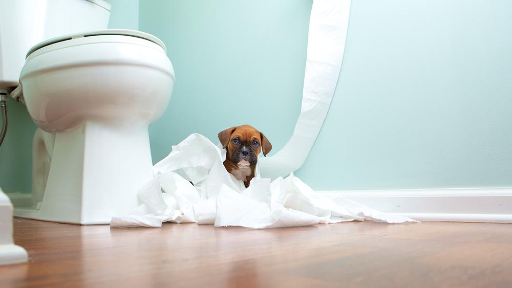 7 Puppy Toilet Training Tips - Toilet Bathroom Synonyms